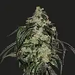 Soyuz OG Express - Kalashnikov seeds