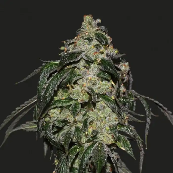 Soyuz OG Express - Kalashnikov seeds