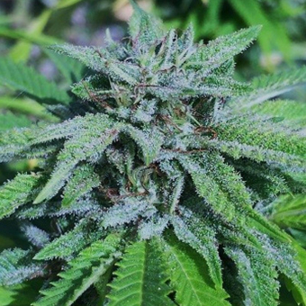 Panama X Bangi Haze