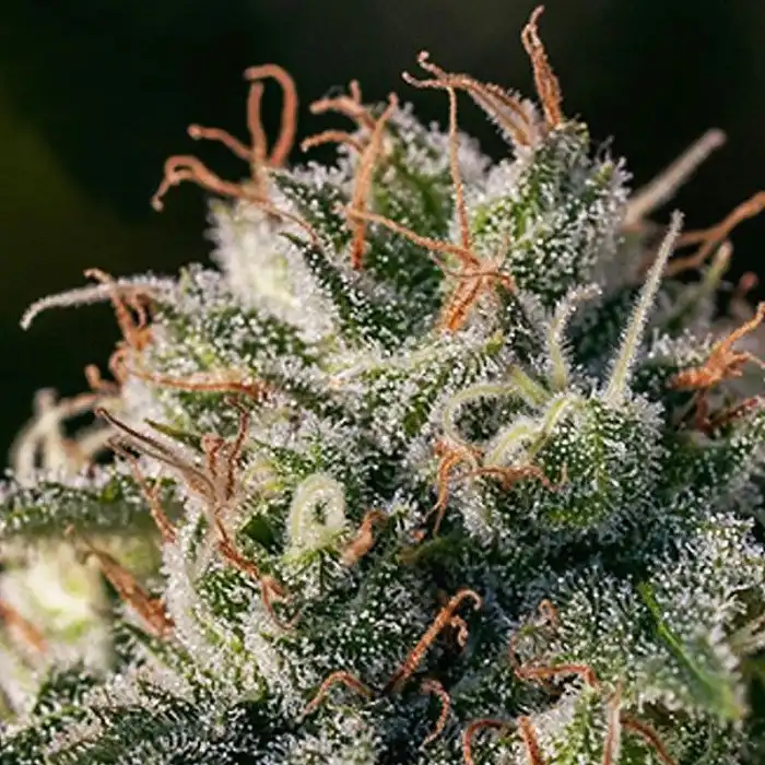 Crazy Lazy - Positronics