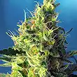 Sweet Pure CBD - Sweet Seeds