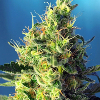 Sweet Pure CBD