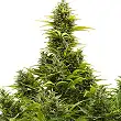 Medikit Auto - Buddha Seeds