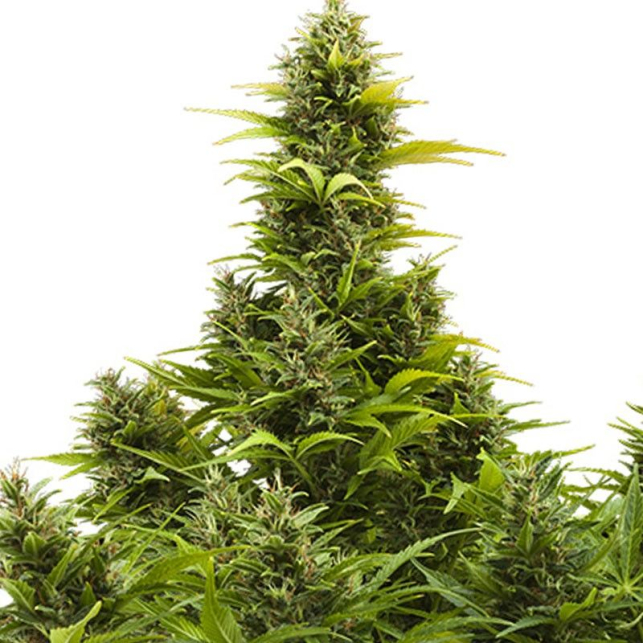 Medikit Auto de Buddha Seeds