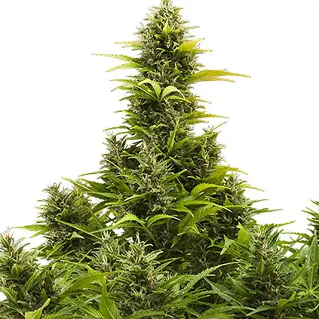 Medikit Auto - Buddha Seeds