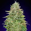 Critical Poison Fast Version - 00 Seeds