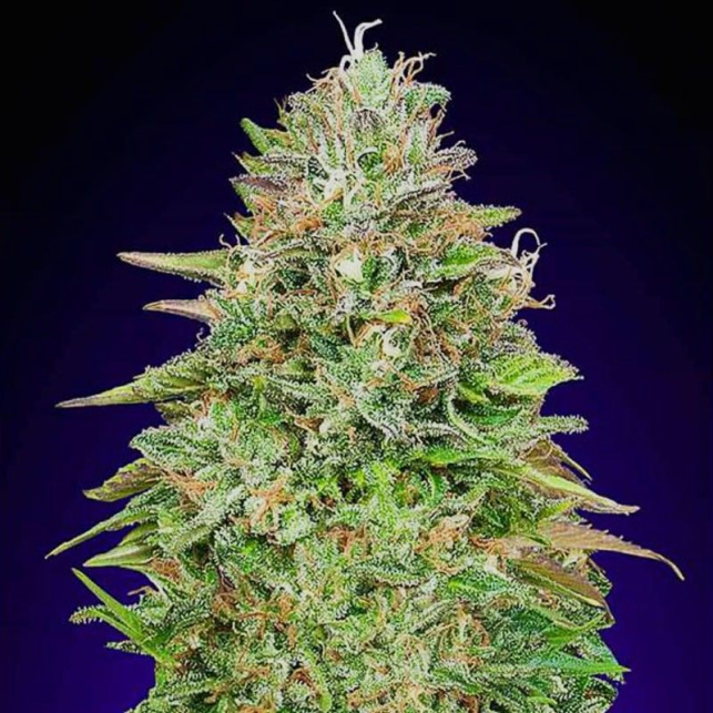 Critical Poison Fast Version - 00 Seeds