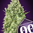 Critical Poison - 00 Seeds