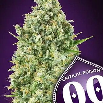 Critical Poison - 00 Seeds