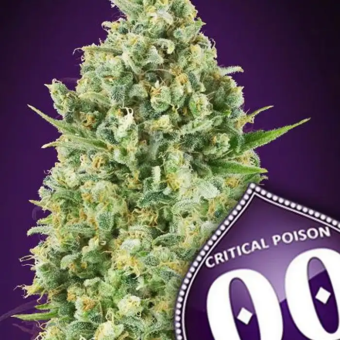Critical Poison - 00 Seeds