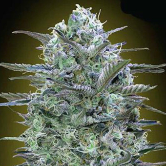 Critical Lemon - Advanced Seeds