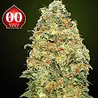 White Widow CBD - 00 Seeds