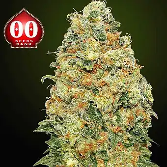 White Widow CBD - 00 Seeds