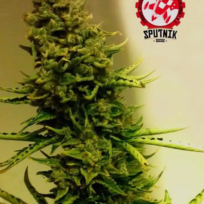 Super Auto Big Bang - Sputnik Seeds