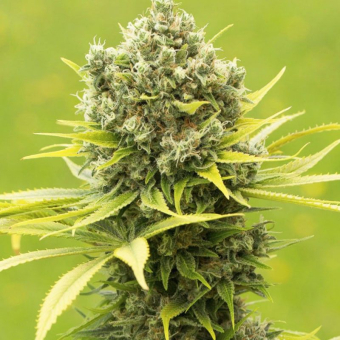Dinamed CBD Plus