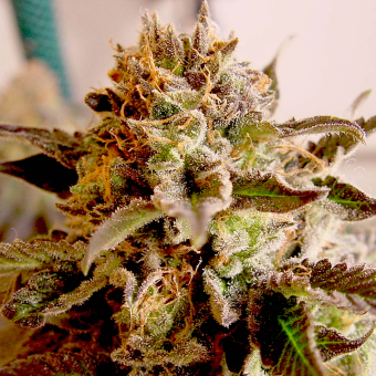 So G Kush
