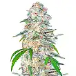 Blue Dream Matic - FastBuds