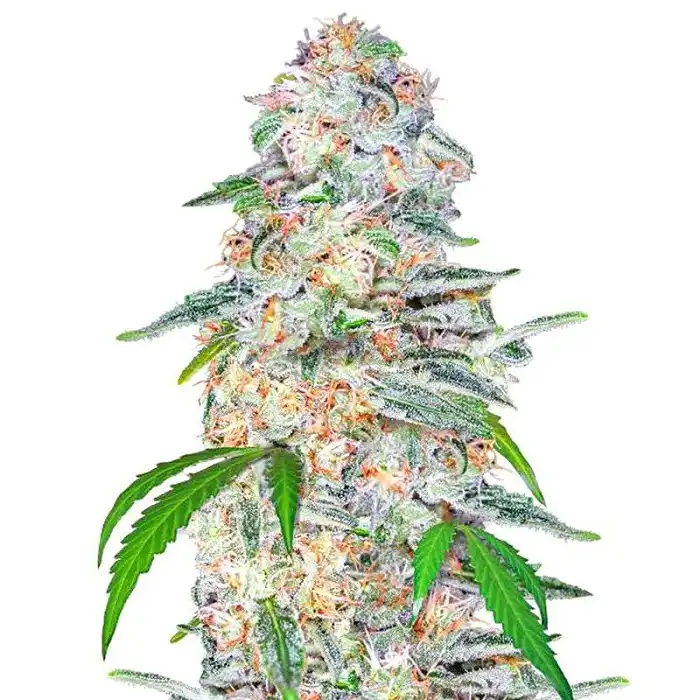 Blue Dream Matic - FastBuds