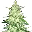 CBD Crack Auto - FastBuds