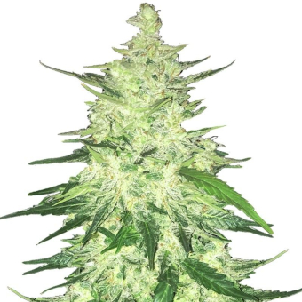 CBD Crack Auto - FastBuds