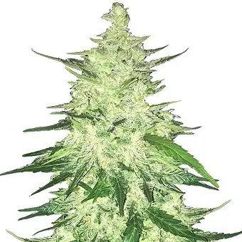 CBD Crack Auto - FastBuds