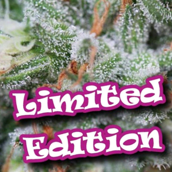 Dark Cookie - Dr Underground