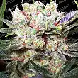 Californian Gold - Paradise Seeds