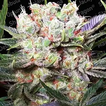 Californian Gold - Paradise Seeds