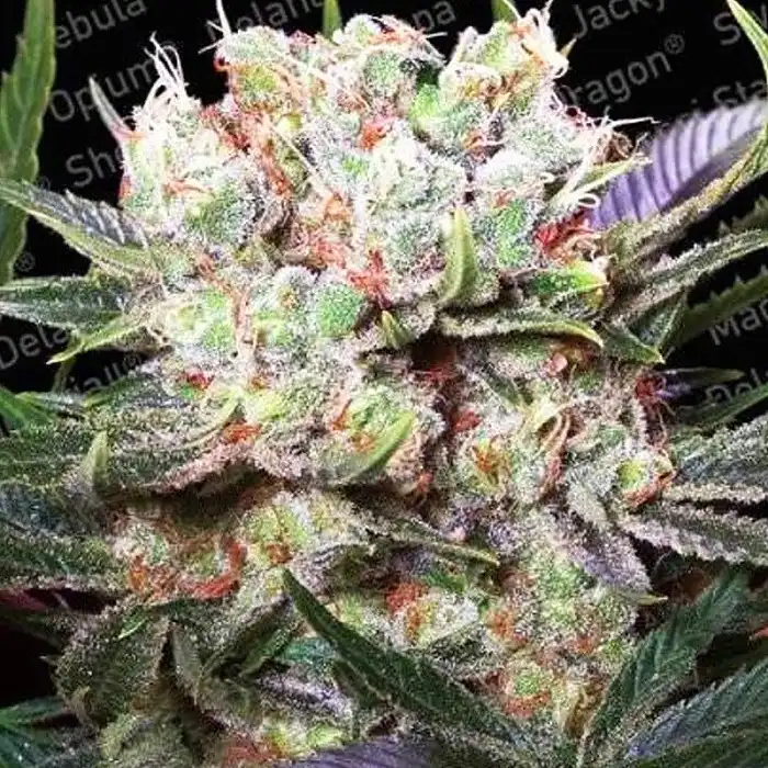 Californian Gold - Paradise Seeds