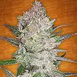 Cream Cookies Auto - FastBuds