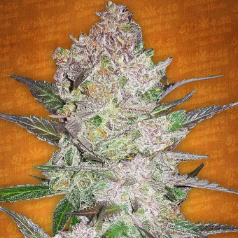 Cream Cookies Auto - FastBuds