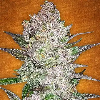 Cream Cookies Auto - FastBuds