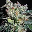 Zamaldelica X Kali China - Ace Seeds