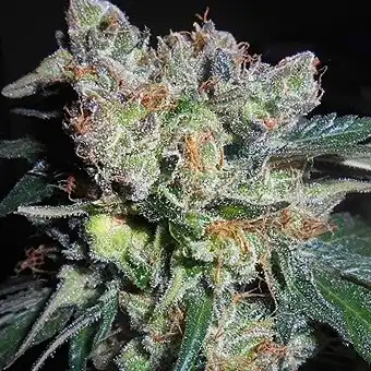 Zamaldelica X Kali China - Ace Seeds