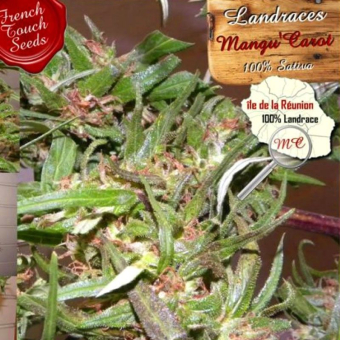 Mangu Karot - French Touch Seeds