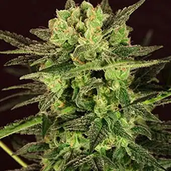 Auto Mk-ultra Kush - TH Seeds