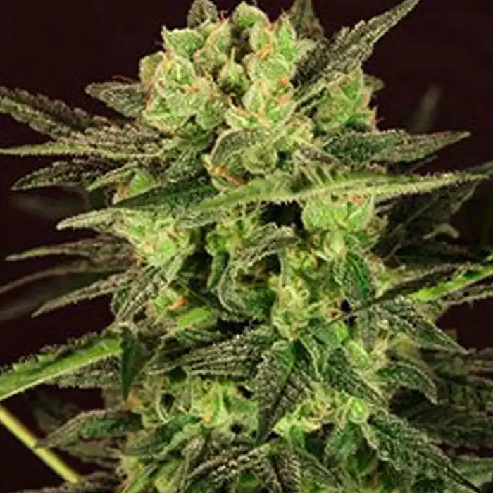 Auto Mk-ultra Kush - TH Seeds