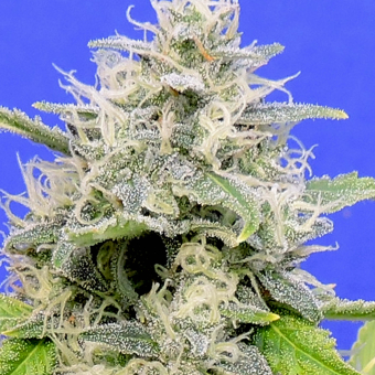 Zkittzy Gorilla - Original Sensible Seeds