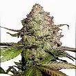 CBD Charlotte`s Angel - Dutch Passion