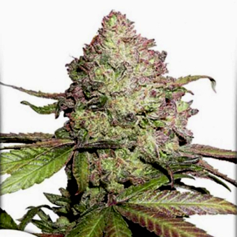 Auto CBD Charlotte`s Angel