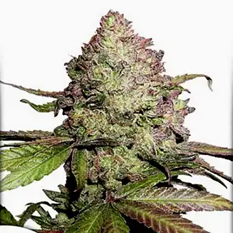 CBD Charlotte`s Angel - Dutch Passion