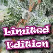 Sour Petroleum - Dr Underground