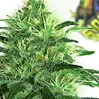 Sideral - Ripper Seeds