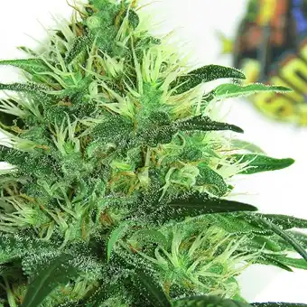 Sideral - Ripper Seeds