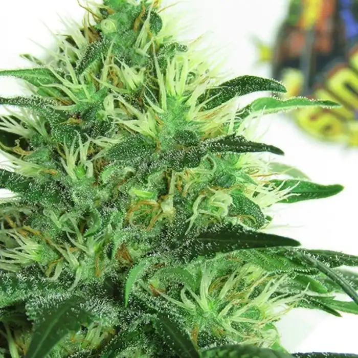 Sideral - Ripper Seeds