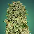 Shark Widow CBD - Advanced Seeds Shark Widow CBD - Advanced Seeds