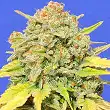 Zkittzy - Original Sensible Seeds