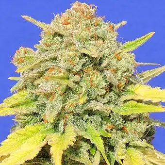 Zkittzy - Original Sensible Seeds