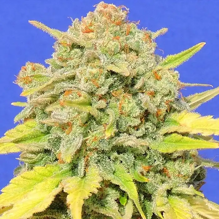 Zkittzy - Original Sensible Seeds