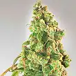 Nurse Lilly CBD - Expert Seeds